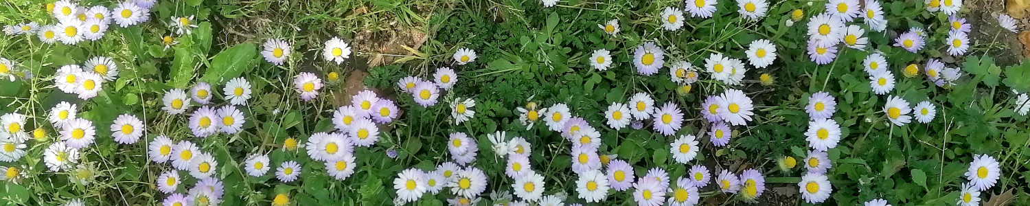 Judith Lirola Orives Store