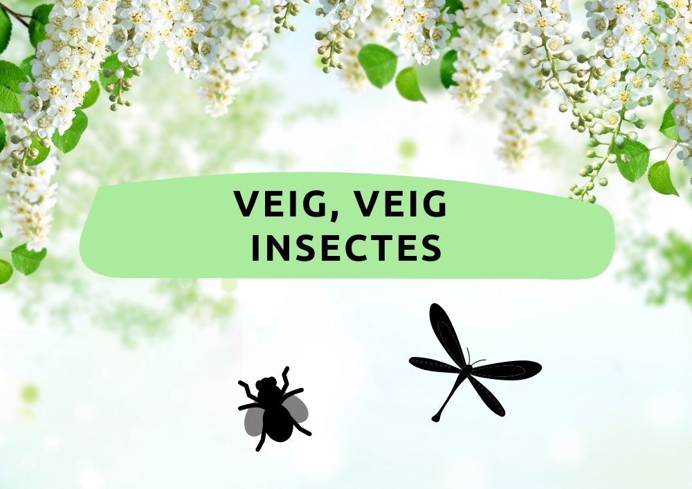 Veo, veo... INSECTOS