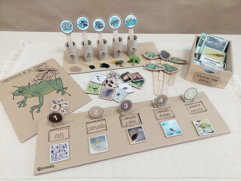 Cicle de vida de la granota.