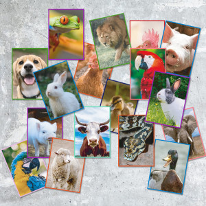 Encuentra a tu pareja