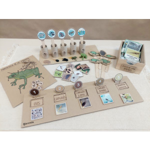 Ciclo de vida de la rana.