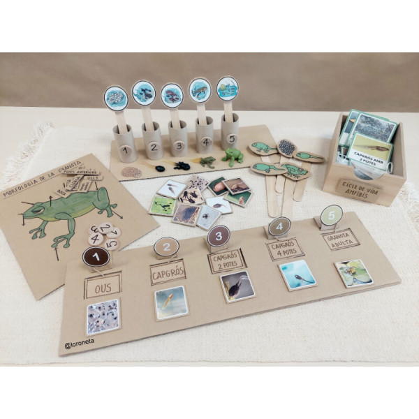 Ciclo de vida de la rana.