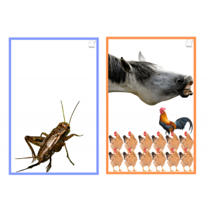 Rimes (consicència fonològica)