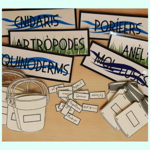 CLASSIFIQUEM ELS ANIMALS INVERTEBRATS