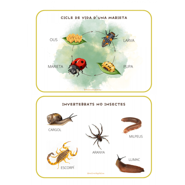 DOSSIER D'INSECTES
