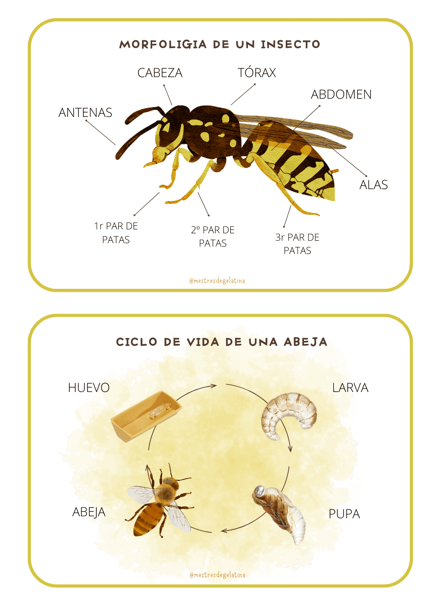 DOSIER DE INSECTOS
