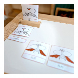 Anatomía de una Mariquita