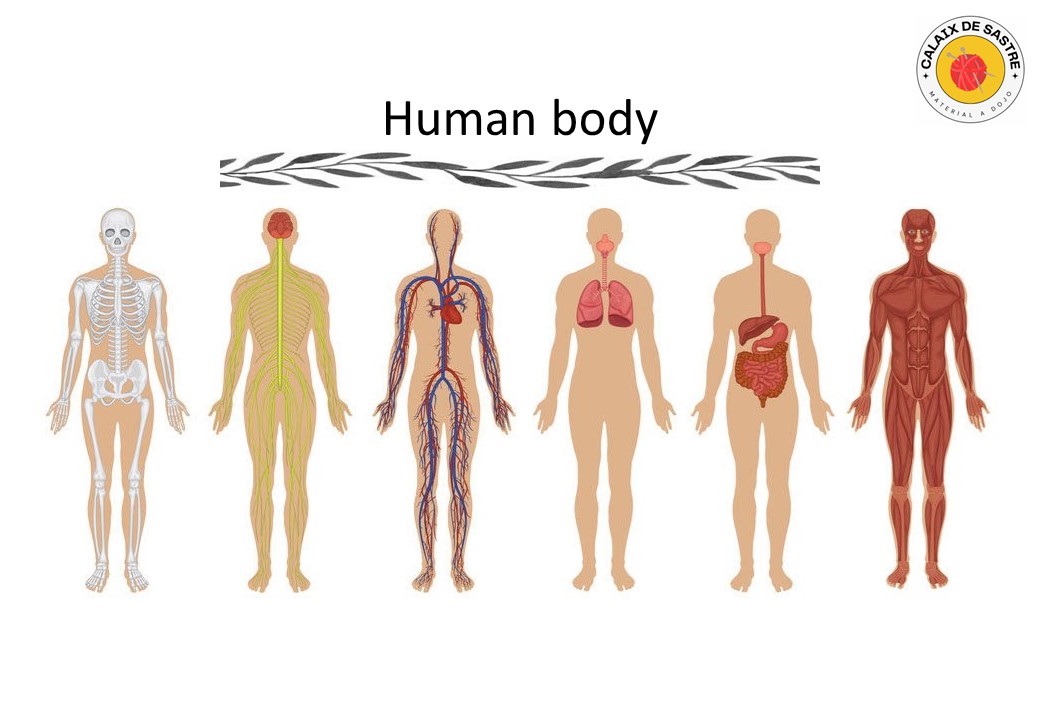 Human body
