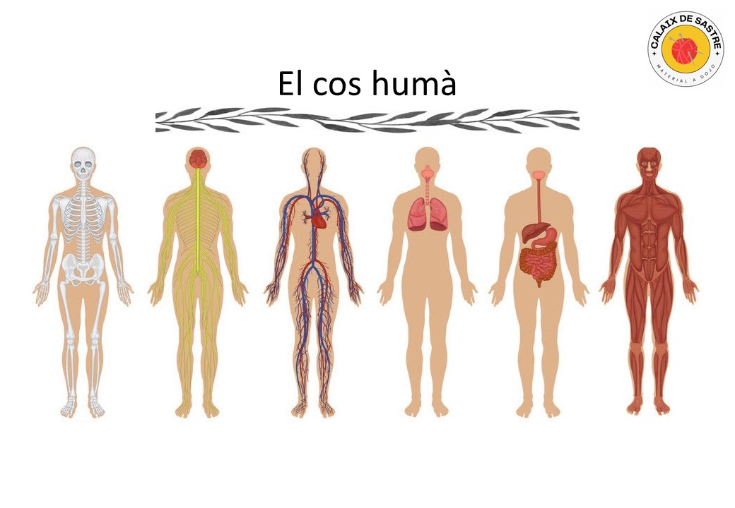 Anatomia: El cos humà