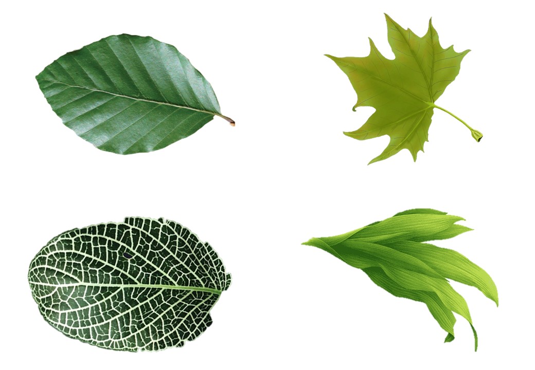 Variedad de hojas