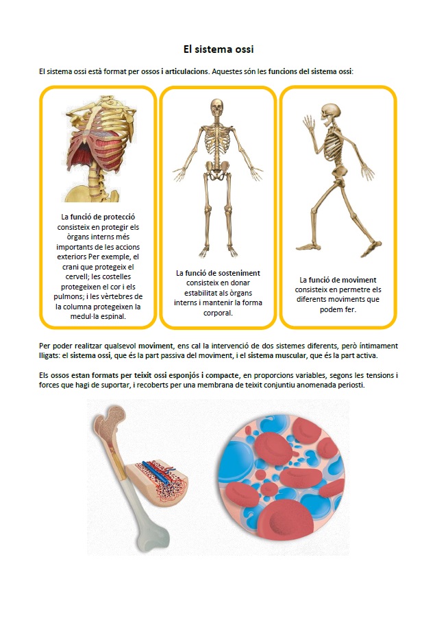 Sistema ossi: informació