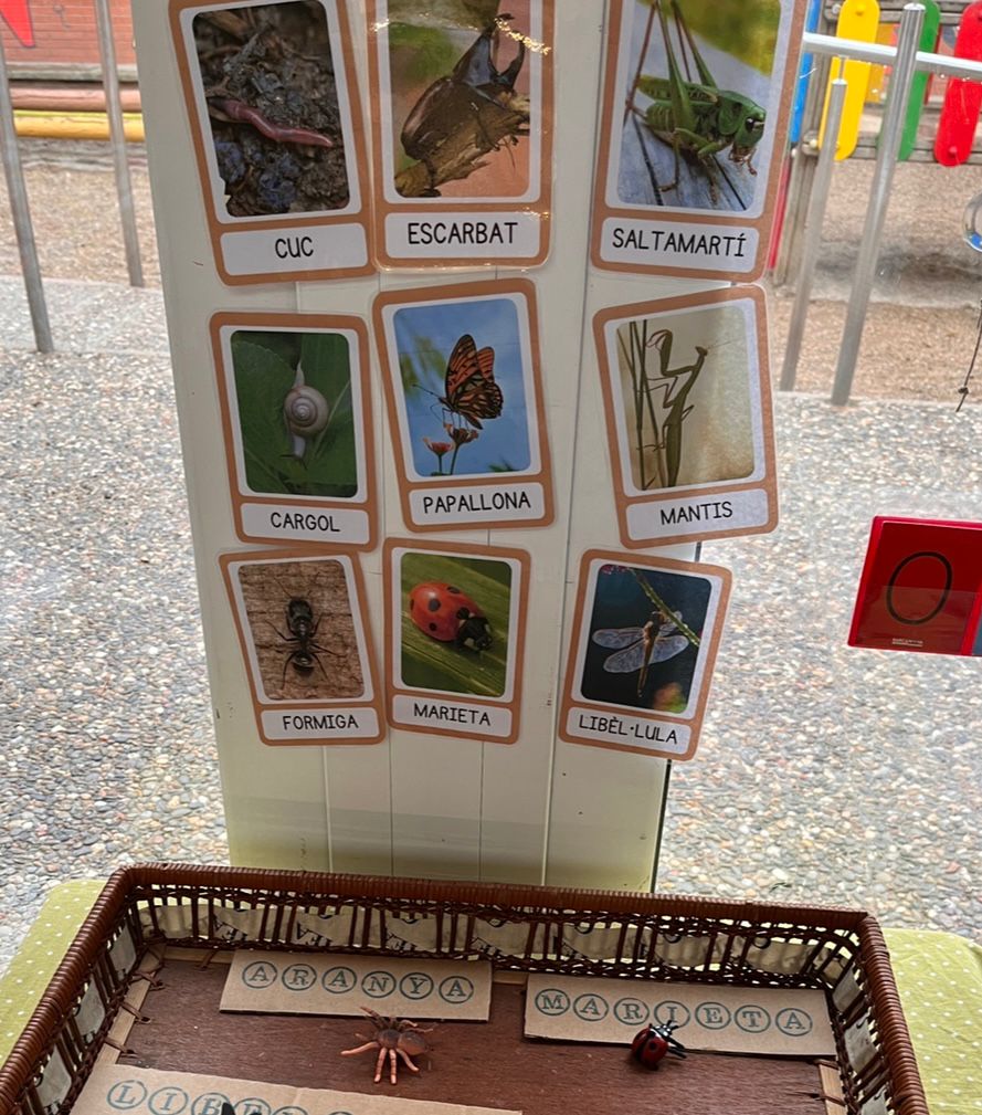 TARGETES VOCABULARI INSECTES