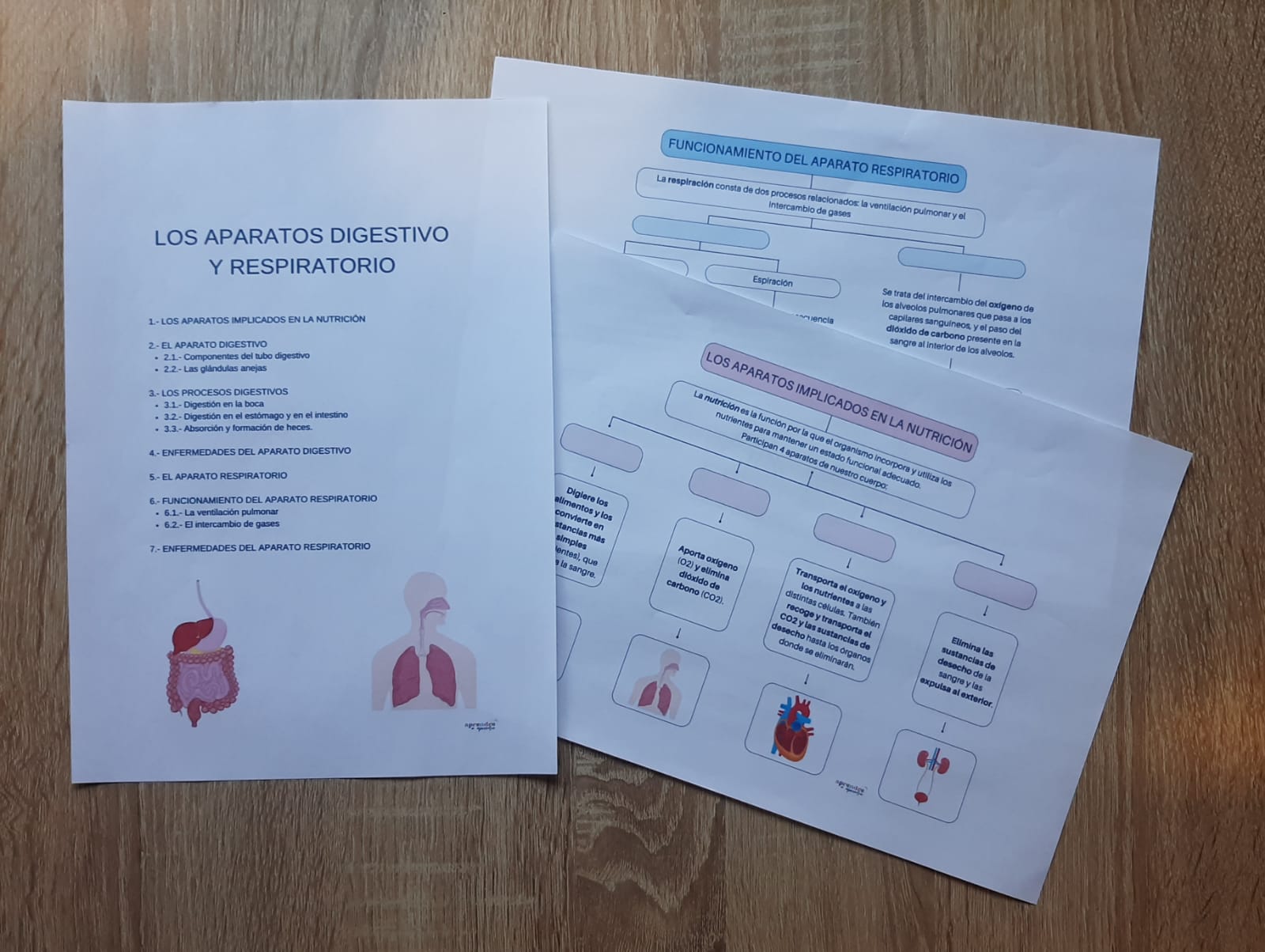 LOS APARATOS DIGESTIVO Y RESPIRATORIO