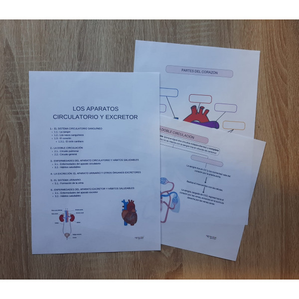 EL APARATO CIRCULATORIO Y EXCRETOR
