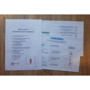 RELACIÓN Y COORDINACIÓN HUMANAS