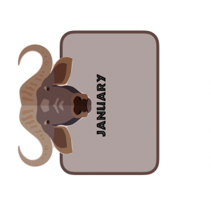 Happy Birthday months SAFARI THEME