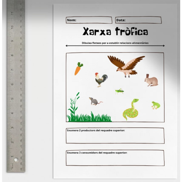 Xarxa tròfica: Activitat