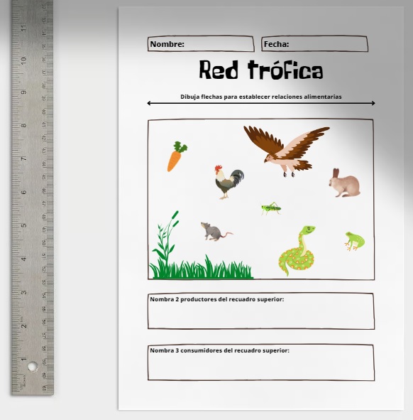 Red trófica: Actividades