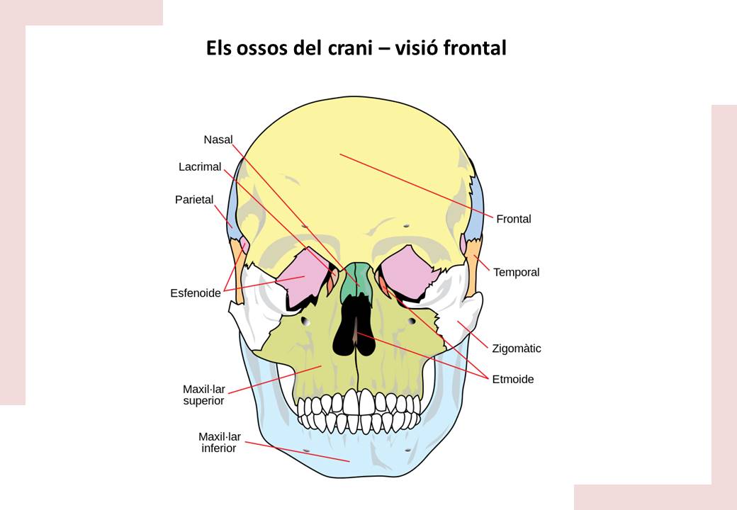Làmines imprimibles: ossos del crani