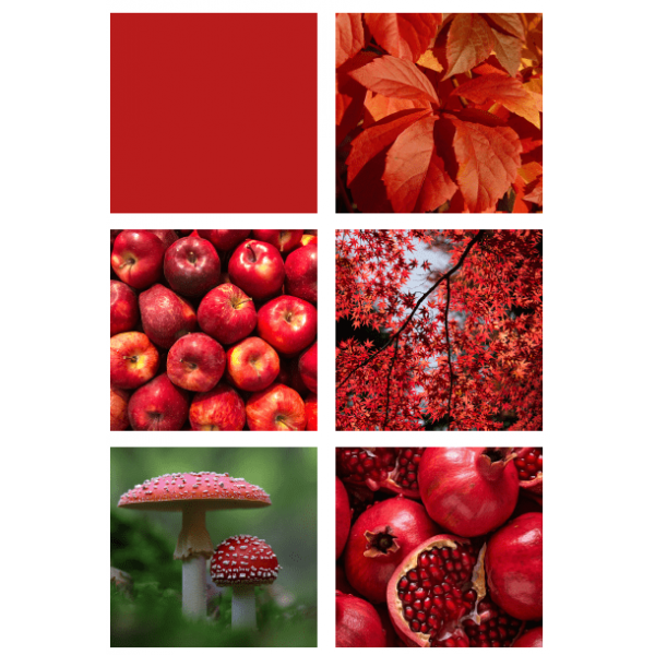 Colores del otoño - Colors de la tardor