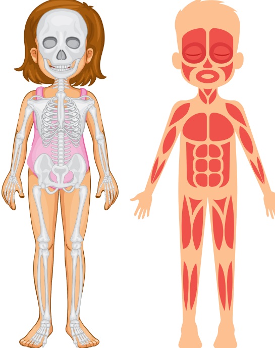 Lapbook El cuerpo humano