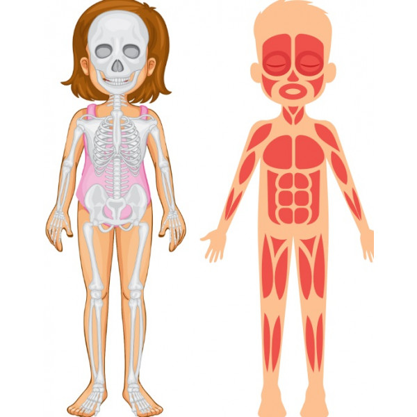 Lapbook El cuerpo humano