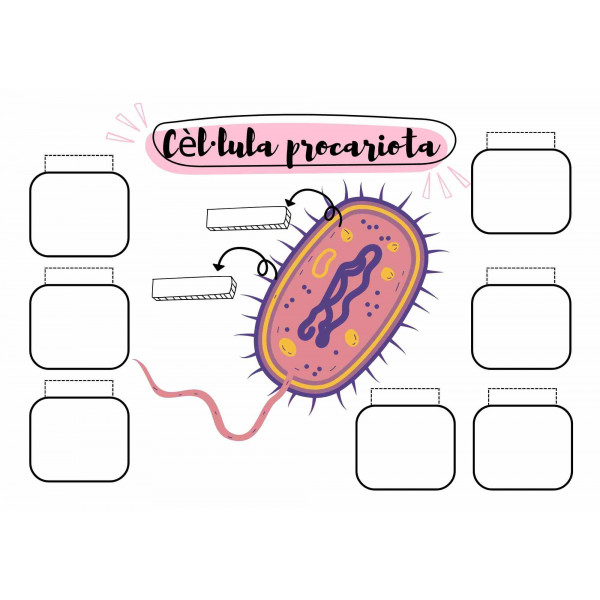 APUNTS INTERACTIUS SOBRE CÈL·LULES
