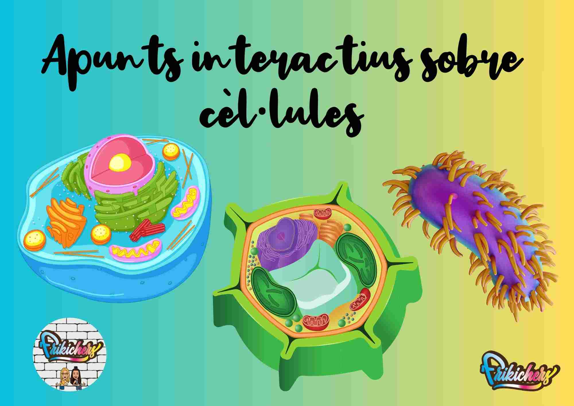 APUNTS INTERACTIUS SOBRE CÈL·LULES