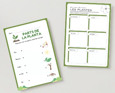 Botànica - El cicle de les plantes