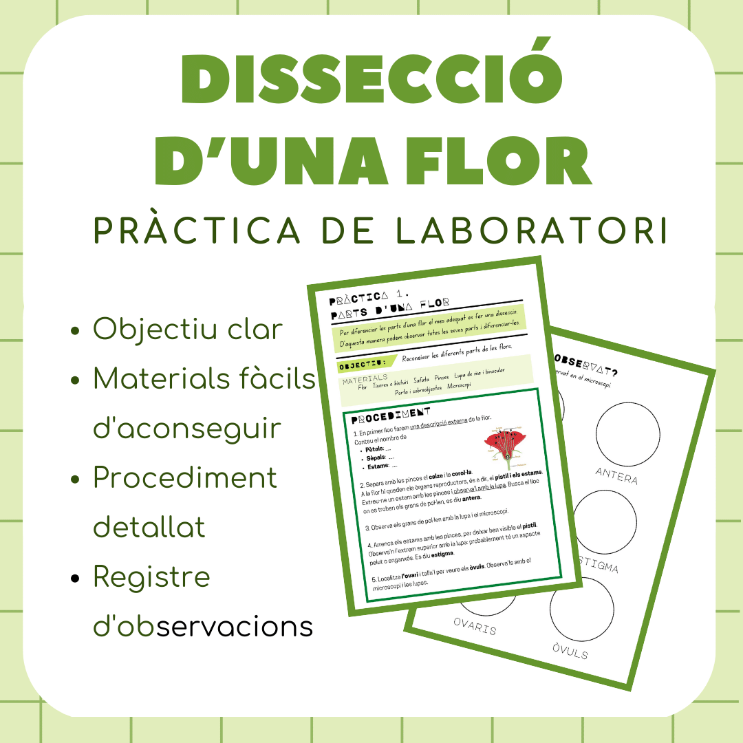 Dissecció d'una flor - pràctica de laboratori