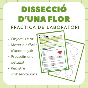 Dissecció d'una flor - pràctica de laboratori
