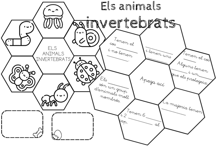 Els animals invertebrats