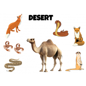 Animal habitats. Ecosystems.