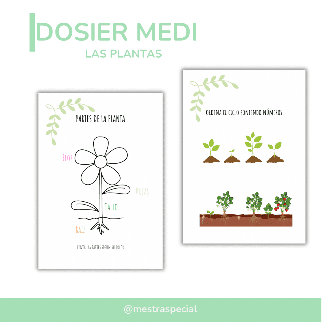 LAS PLANTAS
