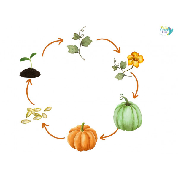 Cicle de vida de la CARBASSA