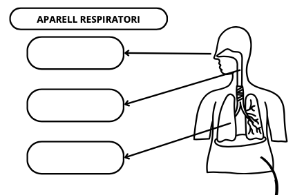 VOCABULARI APARELLS (NUTRICIÓ)