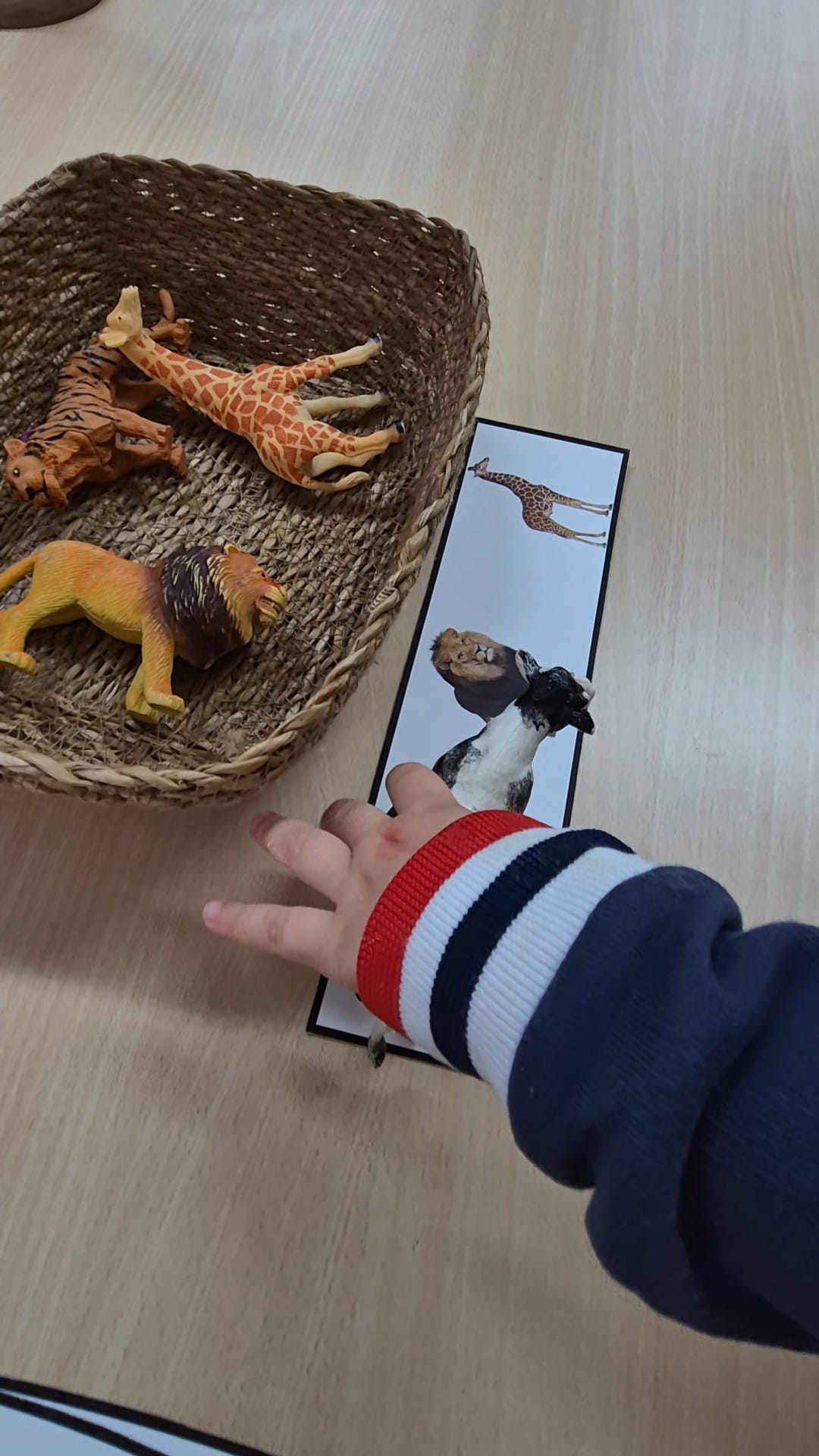 TARJETAS ANIMALES REALES