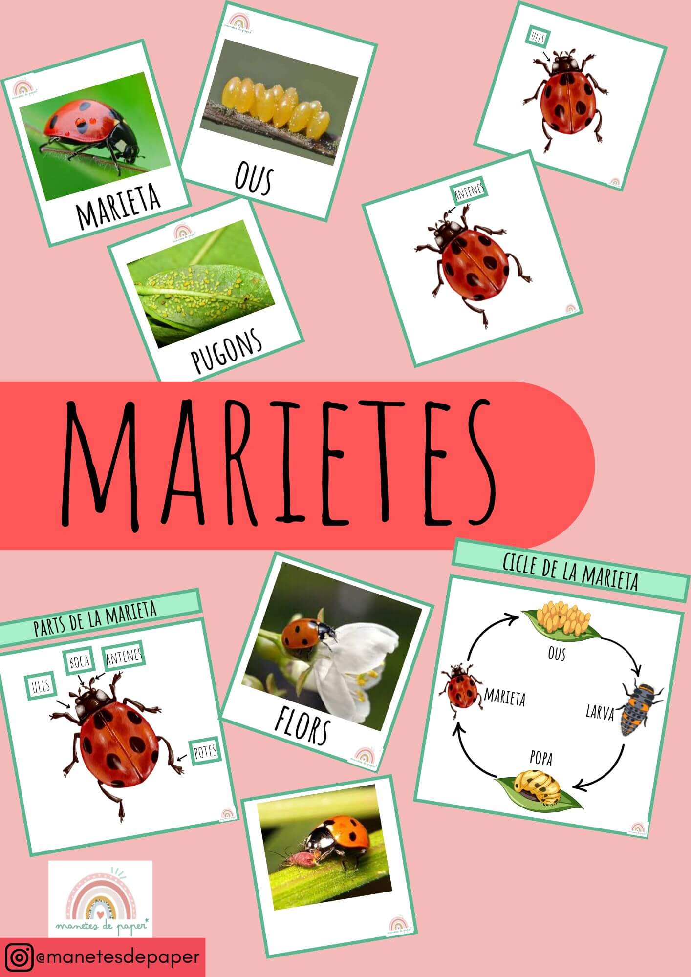 Vocabulari de les Marietes
