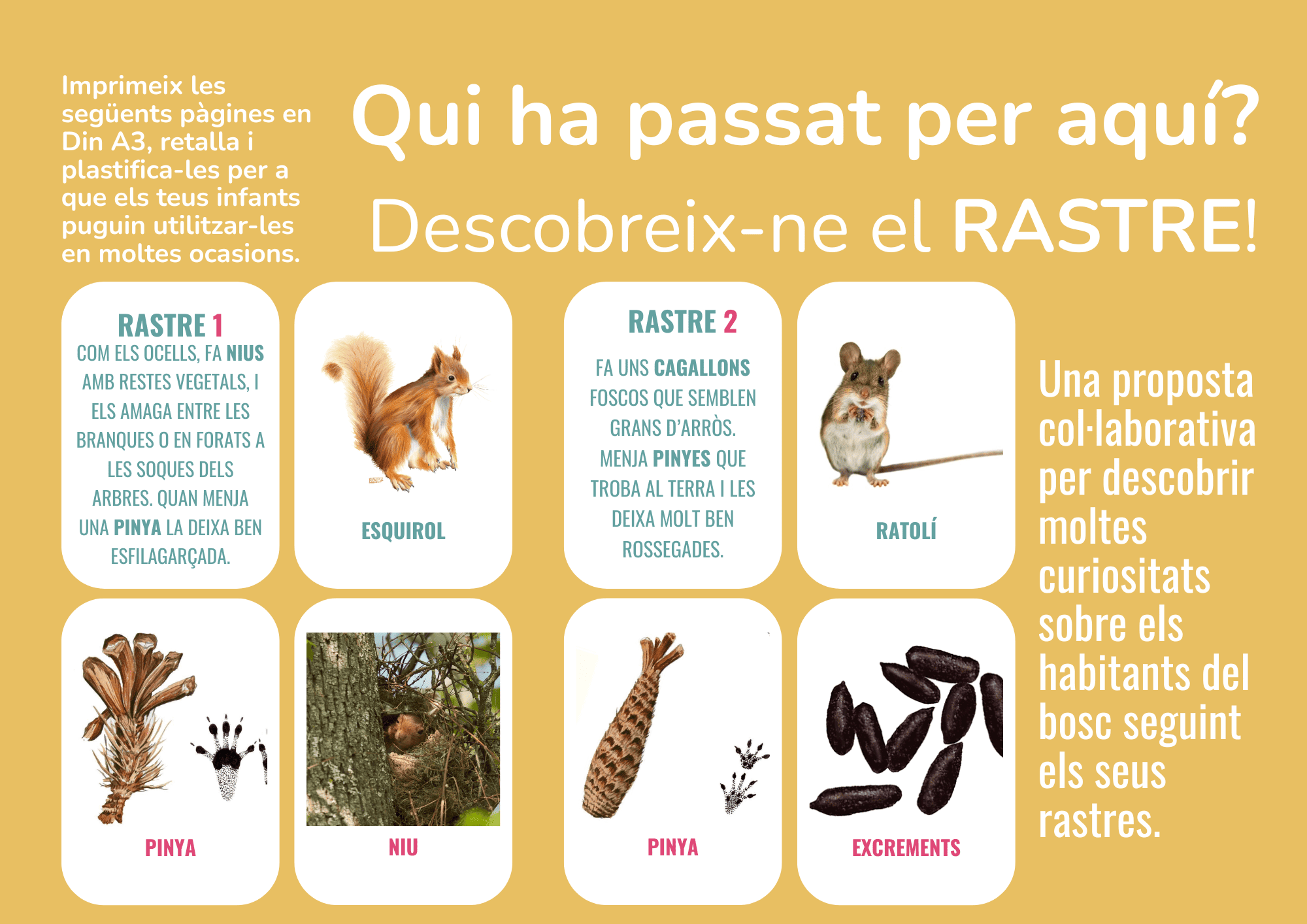 JOC CARTES RASTRES ANIMALS DEL BOSC