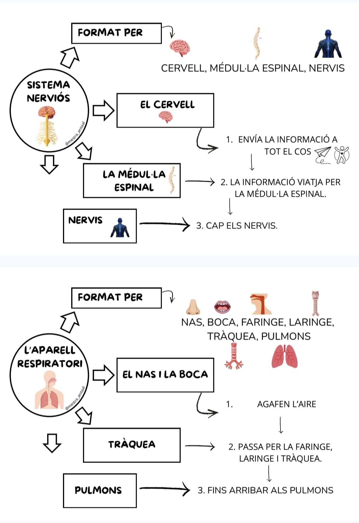 APARELLS DEL COS