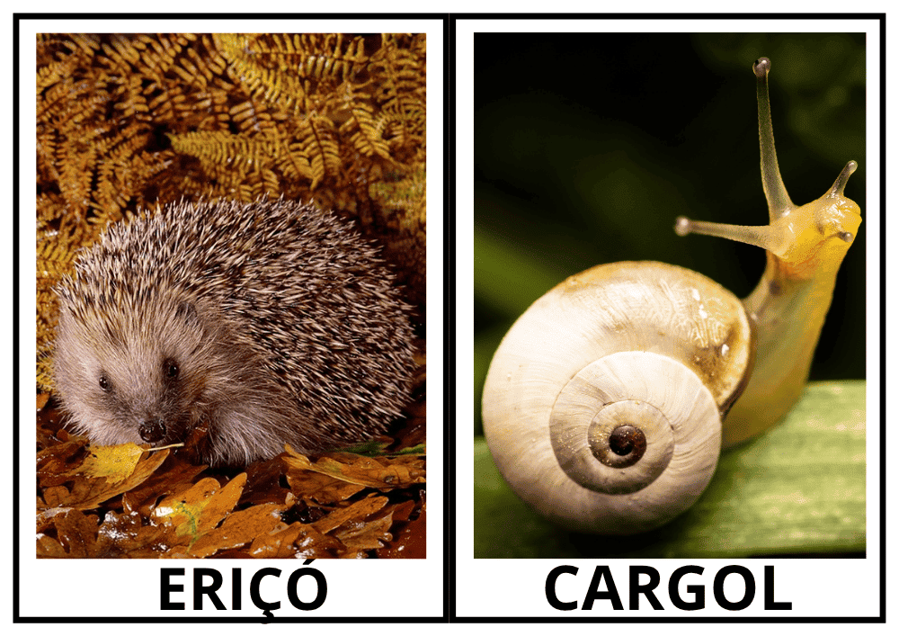 Vocabulari de tardor