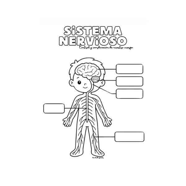 🫀🫁🧠 ¡Descubrimos cómo funciona nuestro cuerpo! 🥦✨